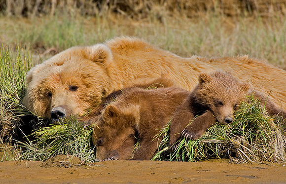 Mother and Cubs Napping