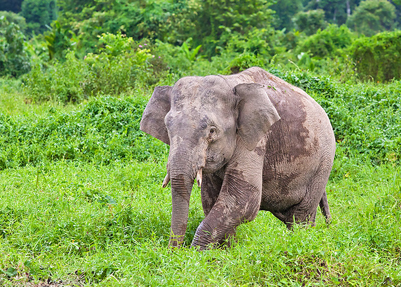 Pygmy Elephant Crossing Meadow