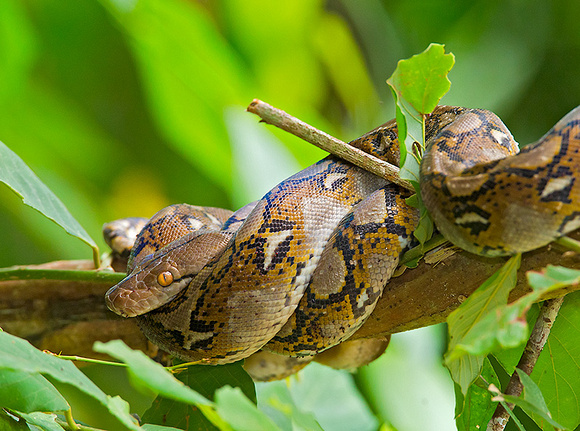 Reticulated Python Coiled in Tree