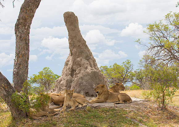 Lion Family at Termite Mound