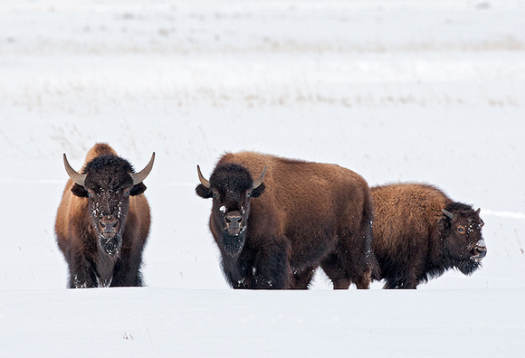 Group of Buffalo