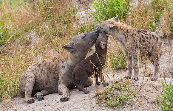 Hyena Mom and Pup Return Greeting to Sister