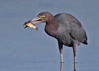 Little Blue Heron with Fish