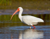 White Ibis