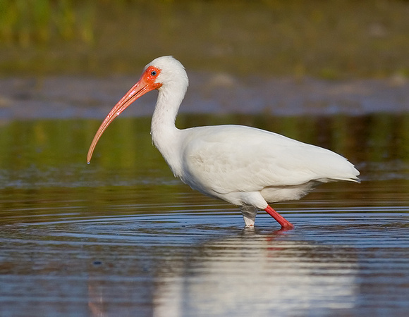 White Ibis