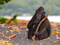 Black-Crested Macaque Playing