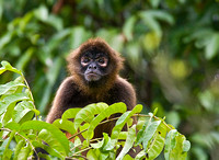 Wet Spider Monkey