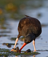 Oystercatcher Foraging