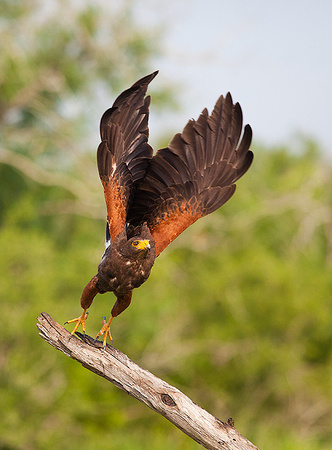 Harris's Hawk taking off