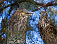 Juvenile Black-Crowned Night Herons