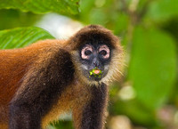 Spider Monkey Looks Up from Feeding