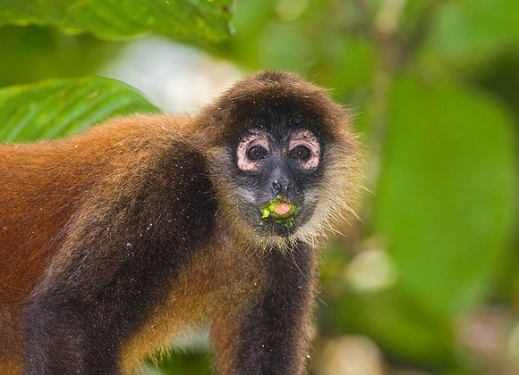 Spider Monkey Looks Up from Feeding