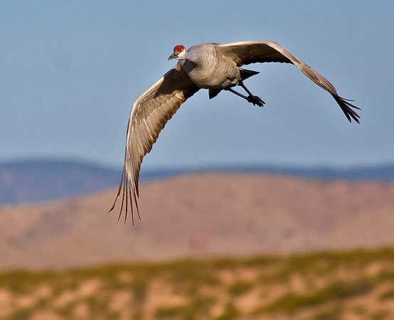 Sandhill Crane