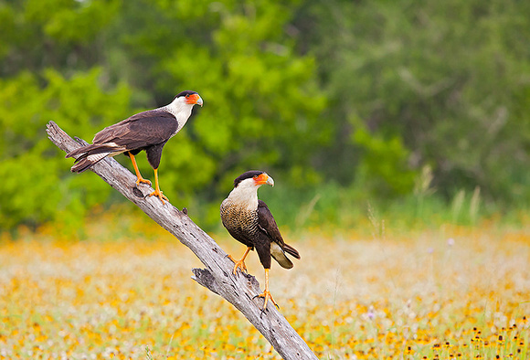 Crested Caracara pair