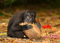 Black-Crested Macaque with Coconut