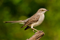 Northern Mockingbird