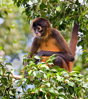 Spider Monkey