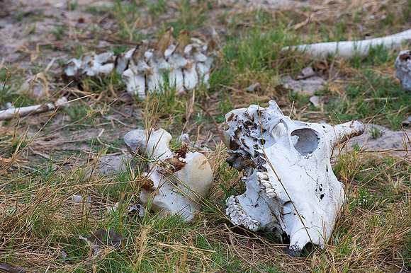 Giraffe Bone Pile from Lion Kill