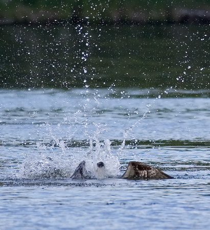 Osprey Grappling with Fish under Water