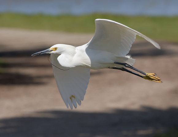 Snowy Egret