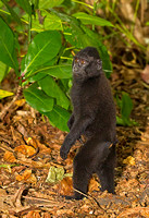 Black-Crested Macaque Standing