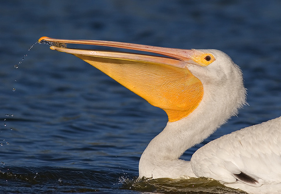 White Pelican