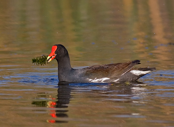 Common Moorhen