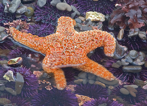 Ochre Star