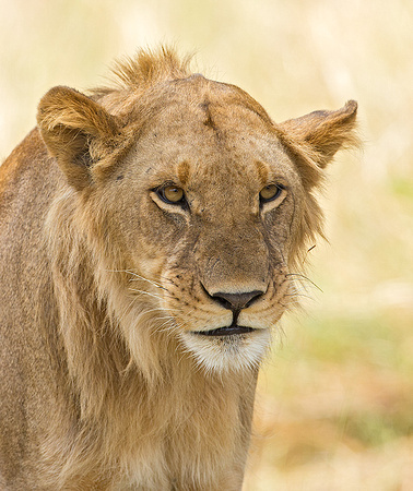 Juvenile Male Lion