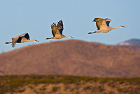 Sandhill Cranes