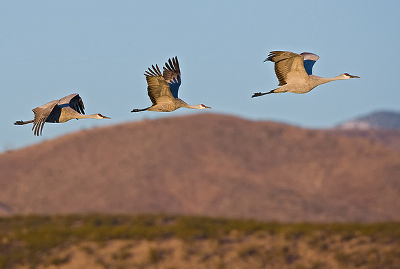 Sandhill Cranes