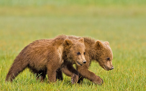 Cubs Walking Together