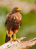 Harris's Hawk