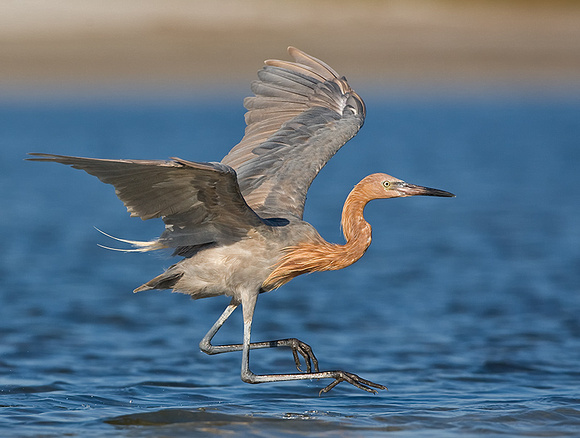 Reddish Egret Chasing Prey