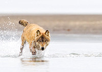 Gray Wolf Fishing Attempt