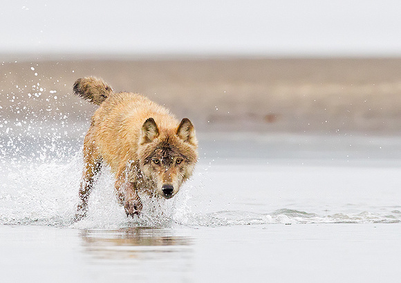 Gray Wolf Fishing Attempt