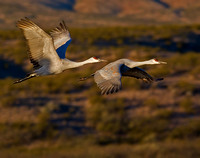 Sandhill Cranes