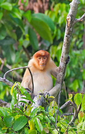 Watchful Subadult Proboscis Monkey