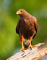 Harris's Hawk