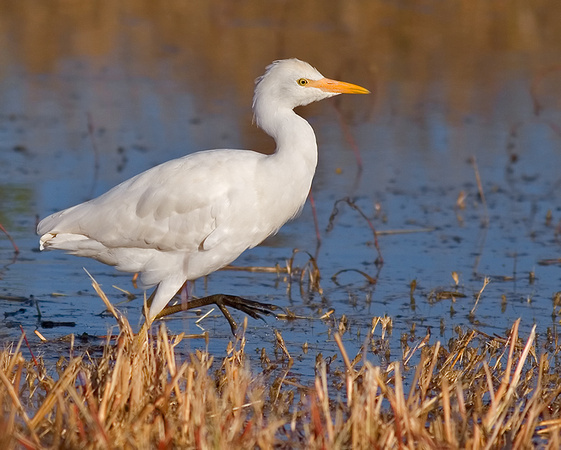 Cattle Egret