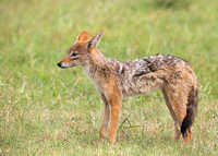 Black-Backed Jackal