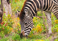 Zebra Grazing