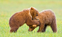 Cubs Wrestling