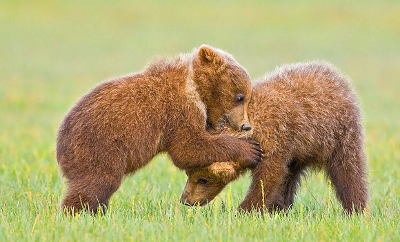 Cubs Wrestling