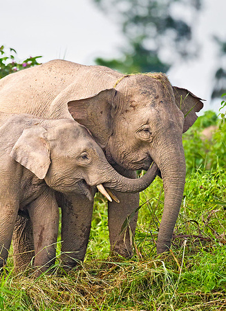 Pygmy Elephant Calf Feeds Mother
