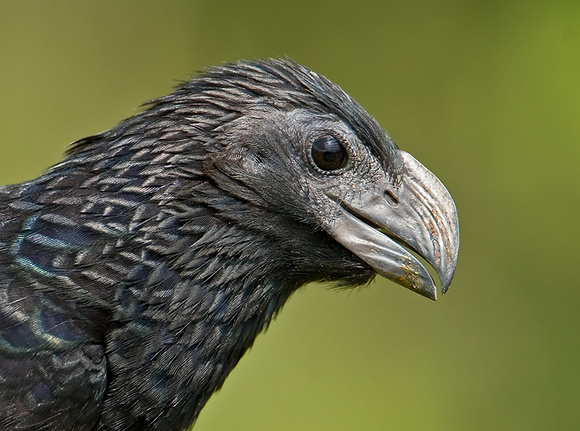 Groove-Billed Ani