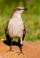 Northern Mockingbird