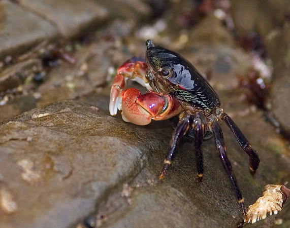 Lined Shore Crab