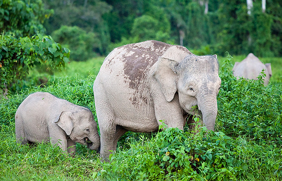 Pygmy Elephant Mother and Calf Foraging