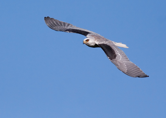 White-Tailed Kite